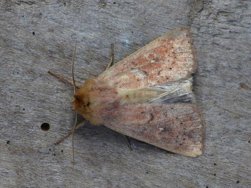 Mythimna ferrago
